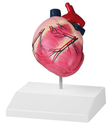 Hundeherz cane cuore - cuore,,
